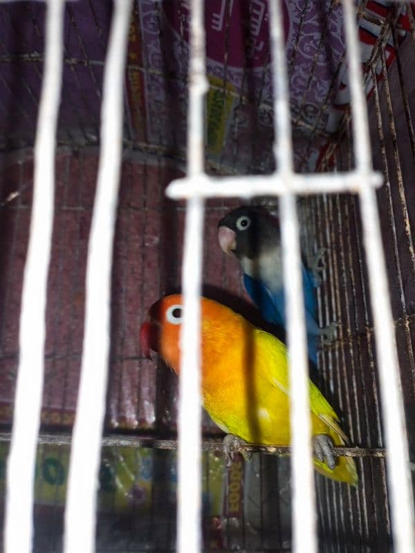 Lovebirds 1