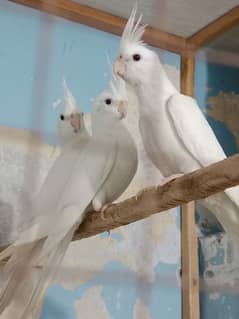 Cockatiel eno white red eye