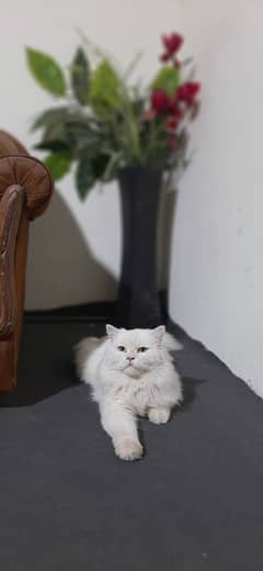 persian white male cat