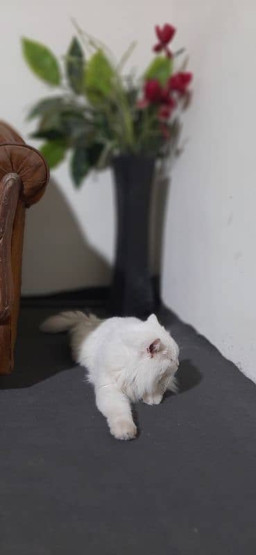 persian white male cat 1