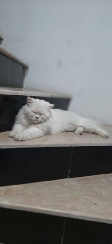 persian white male cat 3