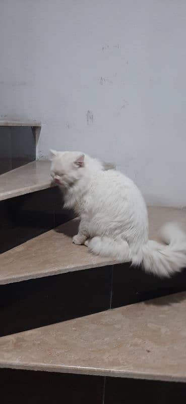 persian white male cat 4