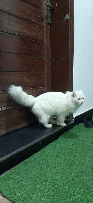 persian white male cat 5