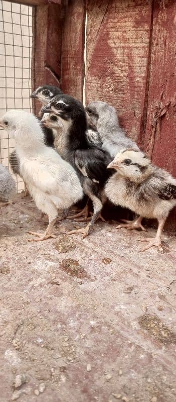 11 Jawa aseel chicks 20 days 0