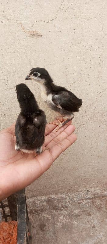 11 Jawa aseel chicks 20 days 1