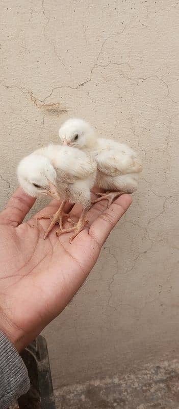 11 Jawa aseel chicks 20 days 2