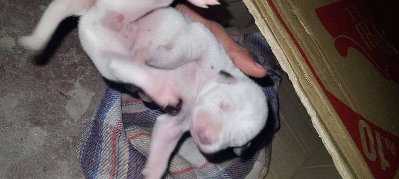 Bully Gultair Female Puppy 0