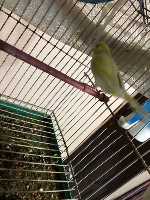 canary 1