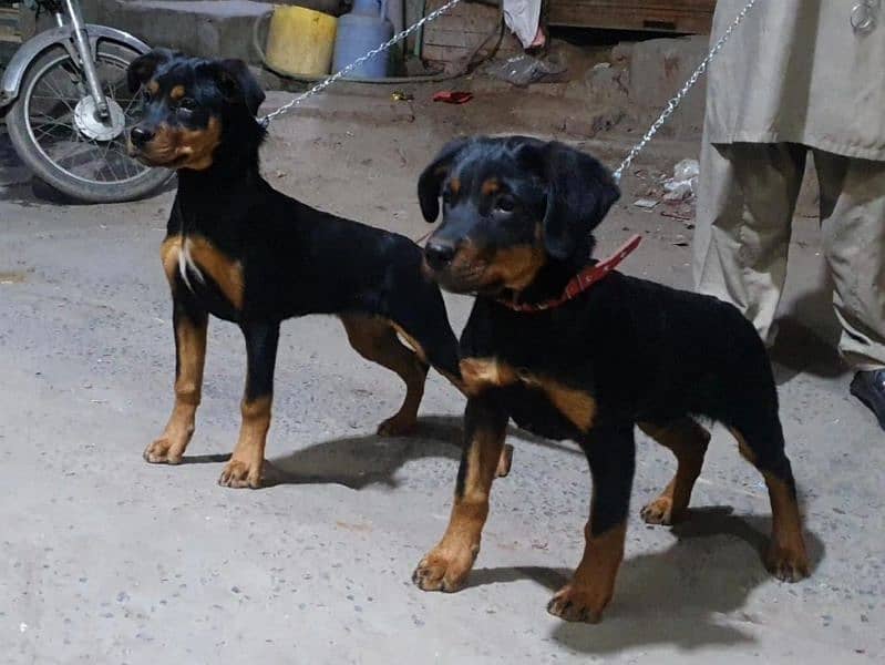 rottweiler pups in good condition 0