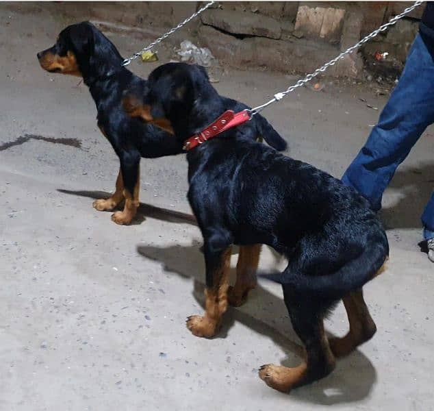 rottweiler pups in good condition 1