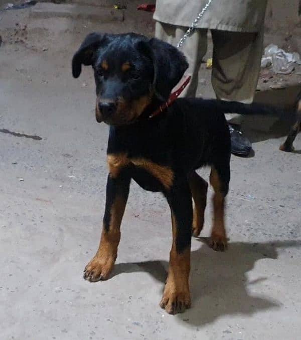 rottweiler pups in good condition 2