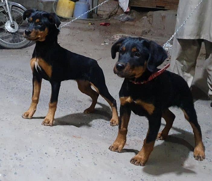 rottweiler pups in good condition 3