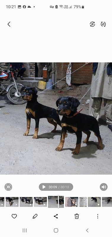 rottweiler pups in good condition 4