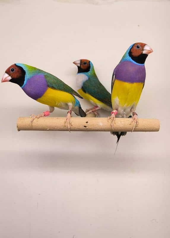 LADY GOULDIAN GOLDIAN FINCHES PAIRS 2