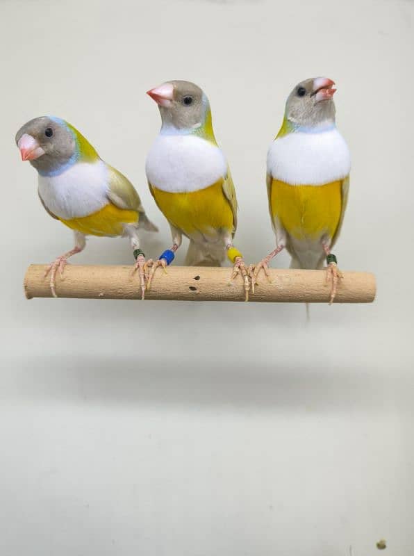 LADY GOULDIAN GOLDIAN FINCHES PAIRS 3