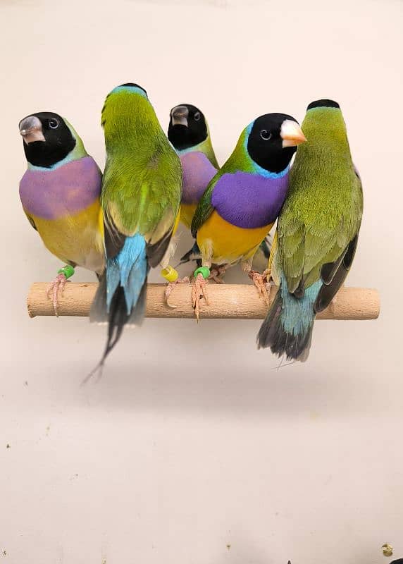 LADY GOULDIAN GOLDIAN FINCHES PAIRS 4