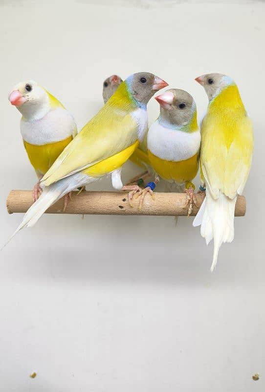 LADY GOULDIAN GOLDIAN FINCHES PAIRS 6