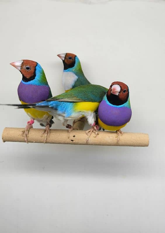 LADY GOULDIAN GOLDIAN FINCHES PAIRS 7