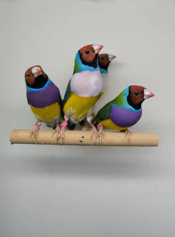 LADY GOULDIAN GOLDIAN FINCHES PAIRS 8