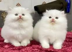 quality Persian panch face cate & kittan male female both available h