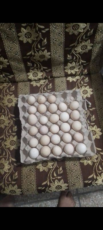 unfertile fresh eggs 1050 =30 eggs | dasi eggs | desi eggs| misri eggs 0