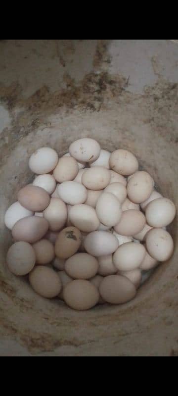 unfertile fresh eggs 1050 =30 eggs | dasi eggs | desi eggs| misri eggs 1