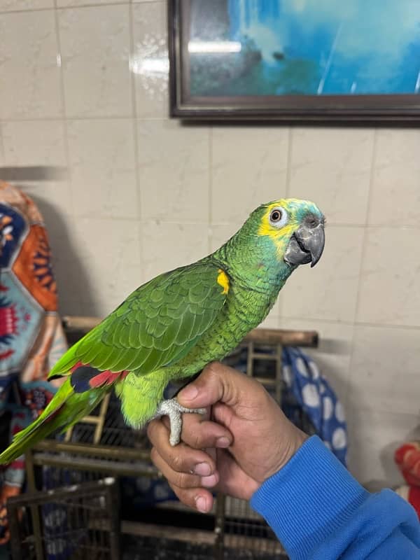 amazon blue fronted parrot 0