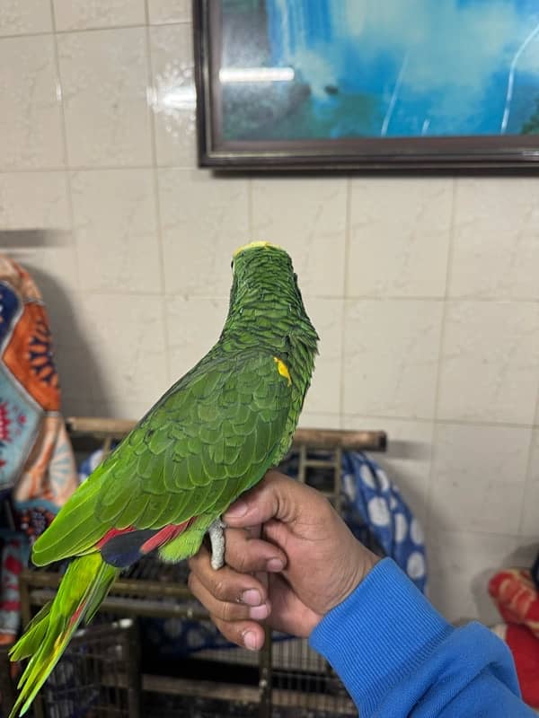 amazon blue fronted parrot 1