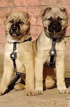 security dogs king alabai show quality out glass puppies available