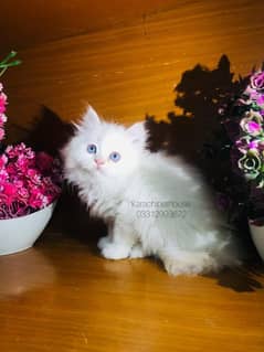 Pure Persian Kitten ( Blue Eyes )