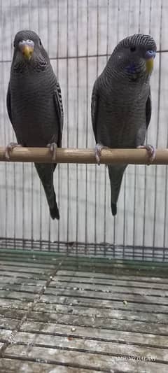 Top Quality Australian Black Face Pair In very rare grey color