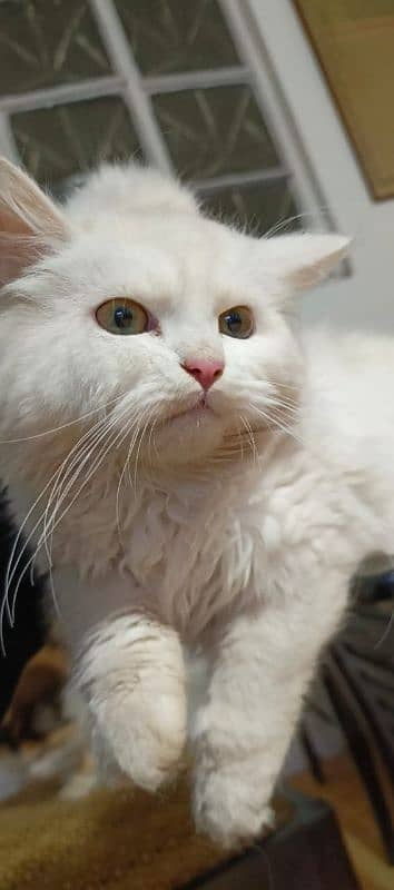 Persian male cat 03333999079 0