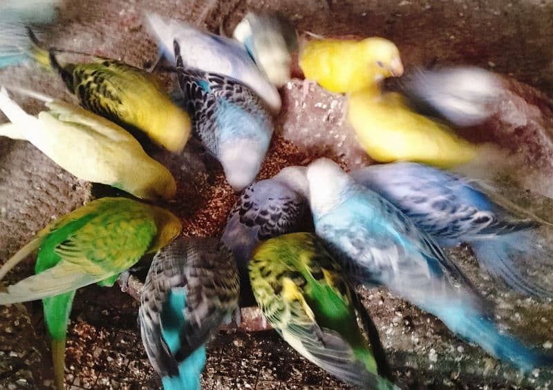 Australian parrots, Breeder Budgies for sale 0