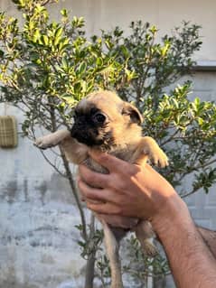 pug females puppy