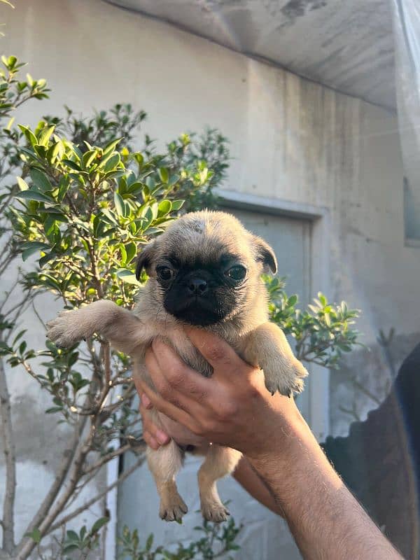 pug females puppy 1