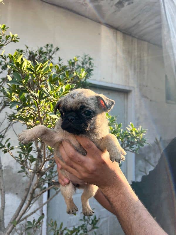 pug females puppy 2