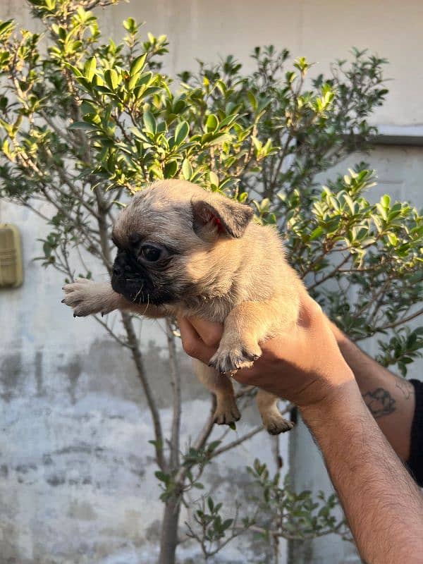 pug females puppy 3