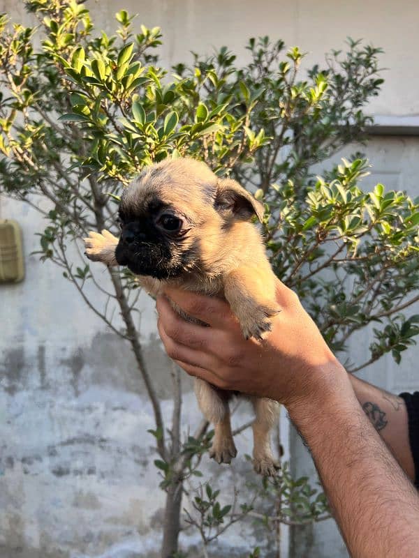 pug females puppy 4