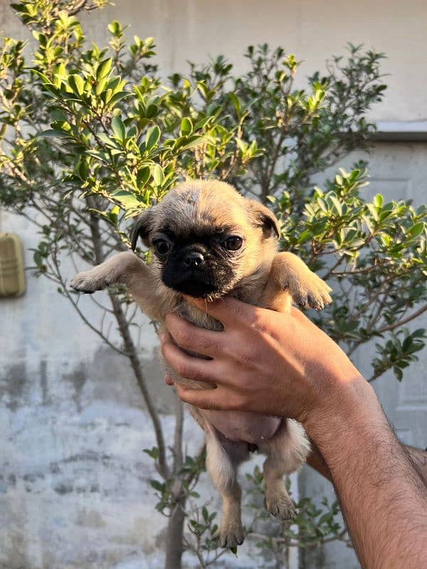 pug females puppy 5