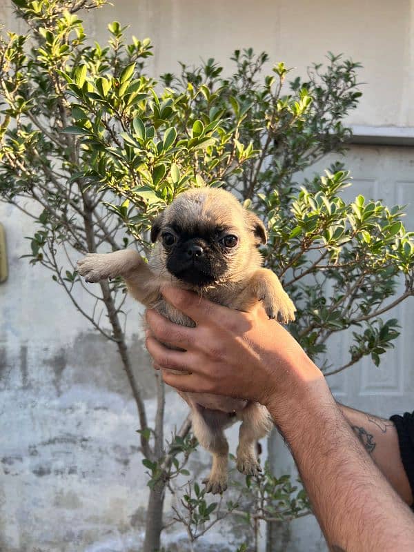 pug females puppy 6