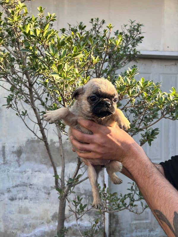 pug females puppy 7