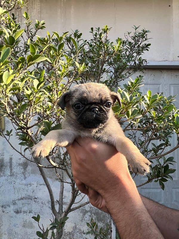 pug females puppy 8