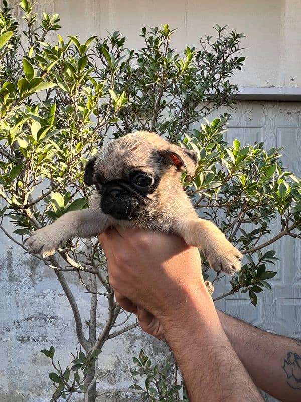 pug females puppy 9