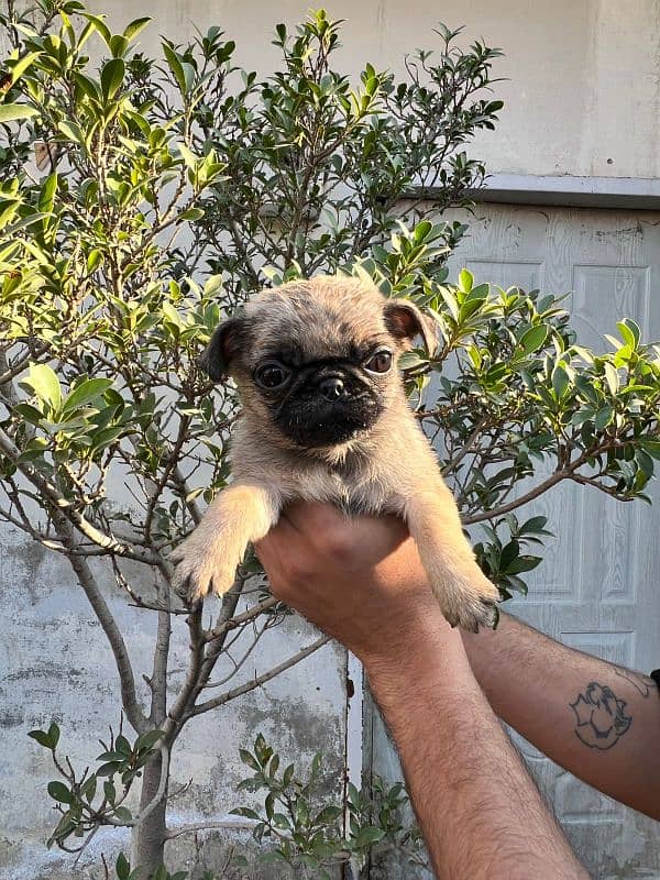 pug females puppy 10