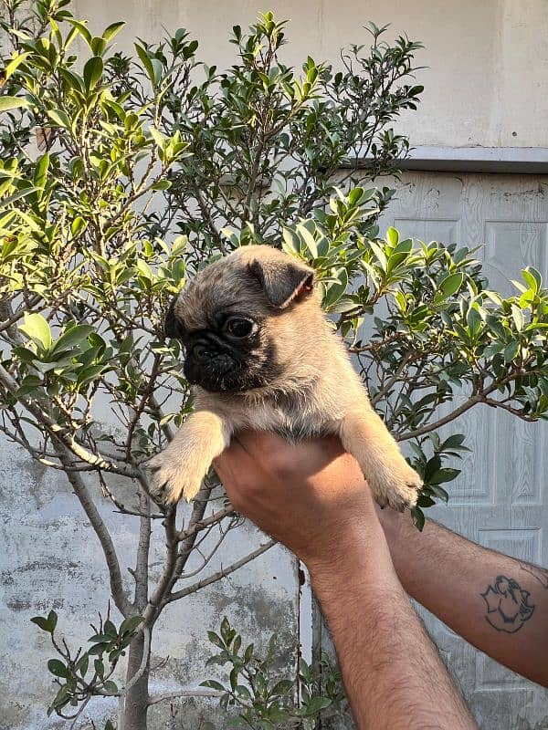 pug females puppy 11