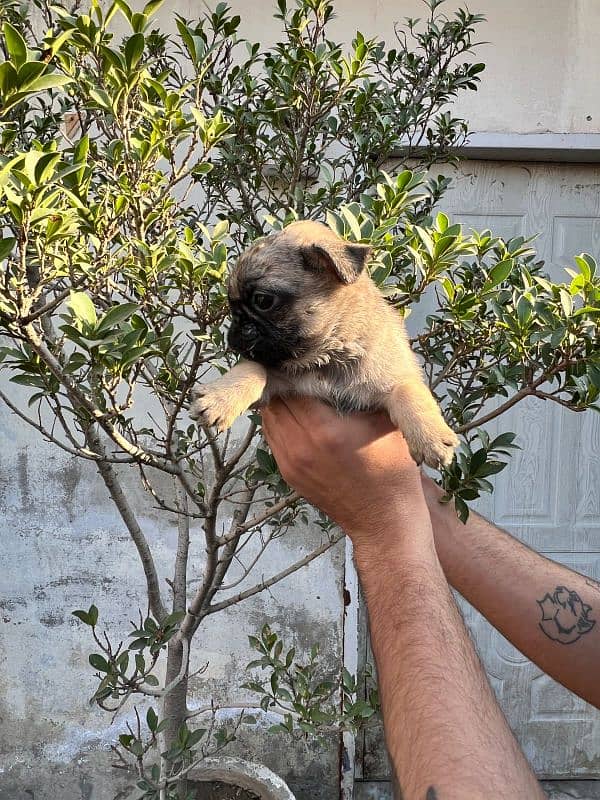 pug females puppy 12