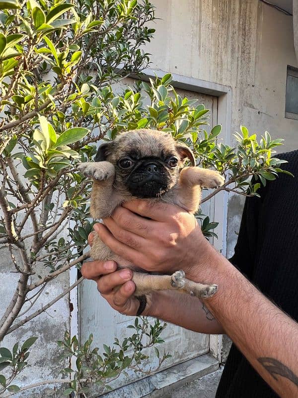 pug females puppy 13