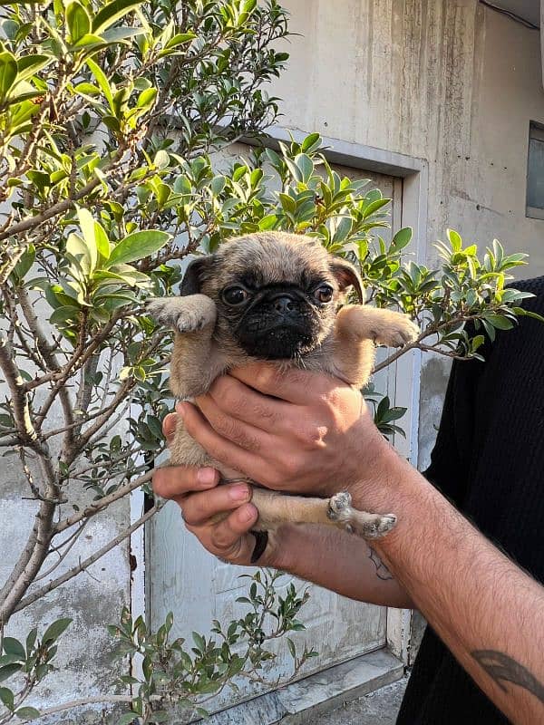 pug females puppy 14