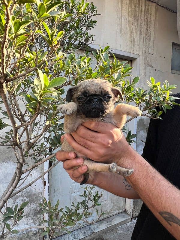 pug females puppy 15