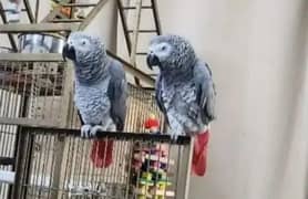 African Grey parrot for sale O3O4_O79_O4_37 my WhatsApp